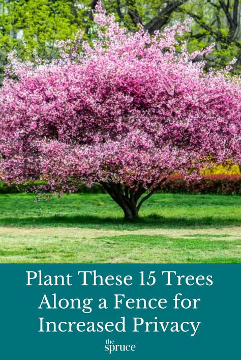 These are the best 15 trees for adding privacy above your fence and color and structure to your outdoor spaces. #privacyplants #curbappealideas #gardeningadvice #howtogrow #plantparenttips #thespruce Flowering Trees Zone 5, Trees By Fence, Best Tree For Privacy Fence, Trees For Privacy Backyards Small Spaces, Backyard Tree Privacy Ideas, Fenced In Backyard Landscaping, Natural Looking Privacy Landscaping, Row Of Trees Landscaping, Trees For Front Yard Privacy