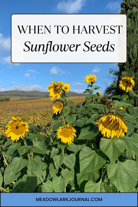 sunflowers when to harvest sunflower seeds When To Harvest Sunflower Seeds, Drying Sunflowers For Seeds, How To Harvest Sunflower Seeds, Harvest Sunflower Seeds, Plant Sunflowers, Harvesting Sunflower Seeds, Sunflower Head, Planting Sunflowers, Bird Feeding