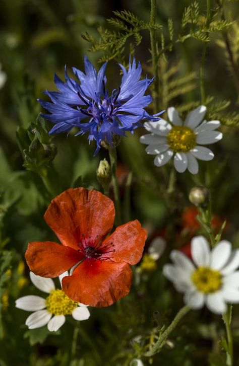 Seascape Pictures, British Wildflowers, Painting References, Painting Reference, British Flowers, Plants Are Friends, Best Of British, Wildflower Garden, Choose One