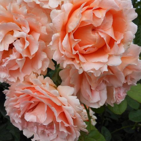 FAN FAVORITE! The large, many petaled, old-fashioned, 5" blooms with 50+ petals are a blend of several shades of apricot and peach. Polkas old-rose fragrance perfumes the air through the extended bloom season with an abundance of blooms set against leathery, light green foliage. She has strong disease resistance and is a favorite of the staff at Heirloom Roses! Recommended 6+ hours of direct sunlight. Size: One Gallon Rose Plant.  Color: Orange. Apricot Garden, Rambling Roses, Interesting Plants, Spring Crops, Fall Crop, Coral Roses, Fragrant Roses, Floral Arranging, Climbing Rose