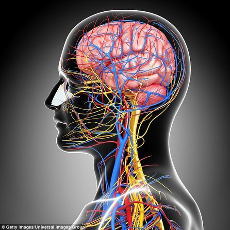 How your brain can heal your body and overcome 'untreatable' illnesses  | Daily Mail Online Brain Surgeon, Brain Scan, Brain Tissue, Memory Problems, Sciatic Nerve Pain, Nerve Cell, Sciatic Nerve, Healthy Brain, Brain Power