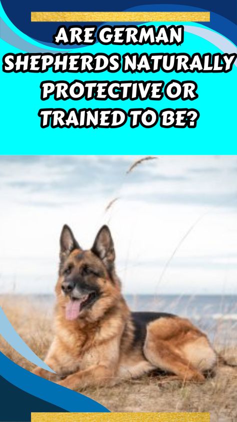 Are German Shepherds naturally protective or trained to be? German Shepherd Facts, Lab Mix Puppies, Great Pyrenees Dog, Chow Chow Dogs, Dog Attack, Scary Dogs, Skeletal System, Bernard Dog, Shepherd Dogs