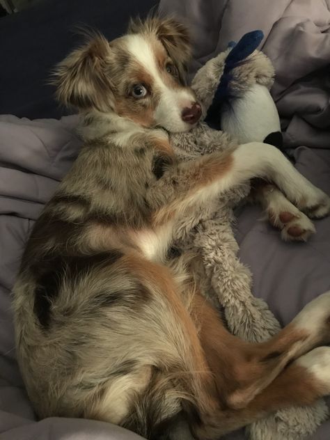 Jaxon the Australian Shepherd Mini 😍💜 Australian Shepherd Lab Mix, Mini Aussie Shepherd, Mini Australian Shepherd, Mini Australian Shepherds, Aussie Shepherd, Aussie Puppies, Mini Aussie, Cute Animals Puppies, Dream Dog