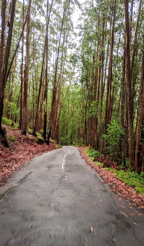 Forest road | Munnar | Vattavada | Valley | Pine Vattavada Munnar, Christian Background Images, Kerala Travel, Nature Background Images, Christian Backgrounds, Munnar, Forest Road, Nature Background, Nature Backgrounds