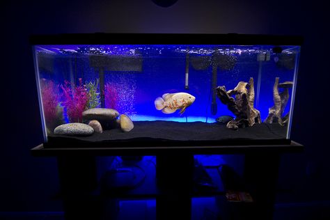 LED fish tank | KirbyClarke | Flickr Oscar Tank Ideas, Oscar Fish Tank Ideas, Oscar Fish Tank, 10 Gallon Fish Tank, Fish Tank Ideas, Cichlid Aquarium, Oscar Fish, Saltwater Aquarium Fish, Tropical Fish Tanks