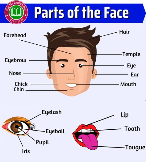 Parts of the Face: Face Parts Names with Pictures Face Parts Drawing, Face Parts, English Knowledge, Forehead Hair, What Do You Hear, English Education, Hindi Language Learning, English Phrases Idioms, Face Face