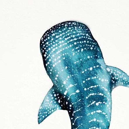 Whale Sharks Painting, Whale Shark Watercolor Paintings, Watercolour Whale Shark, Watercolor Sea Life, Whale Shark Watercolor, Whale Shark Illustration, Whale Shark Painting, Watercolour Waves, Whale Shark Art