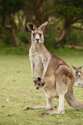 Want to see kangaroos in Australia Kangaroo And Joey, Kangaroo Joey, Kangaroo Baby, Australian Fauna, Wild Animals Photos, Australia Animals, Australian Wildlife, Australian Animals, Cairns