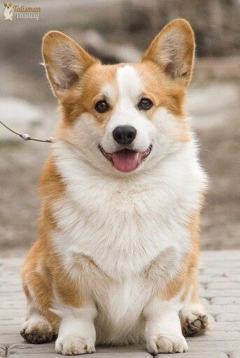 Corgi Aesthetic, Corgi Funny, 강아지 그림, Corgi Puppy, Cute Corgi, Pembroke Welsh Corgi, Sweet Dogs, Corgi Dog, Golden Retrievers