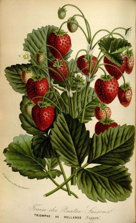 Strawberries Infused Balsamic Vinegar from the novel Wishes Are Like ... Storybook Woods Strawberries, Van, Flowers, Green, White