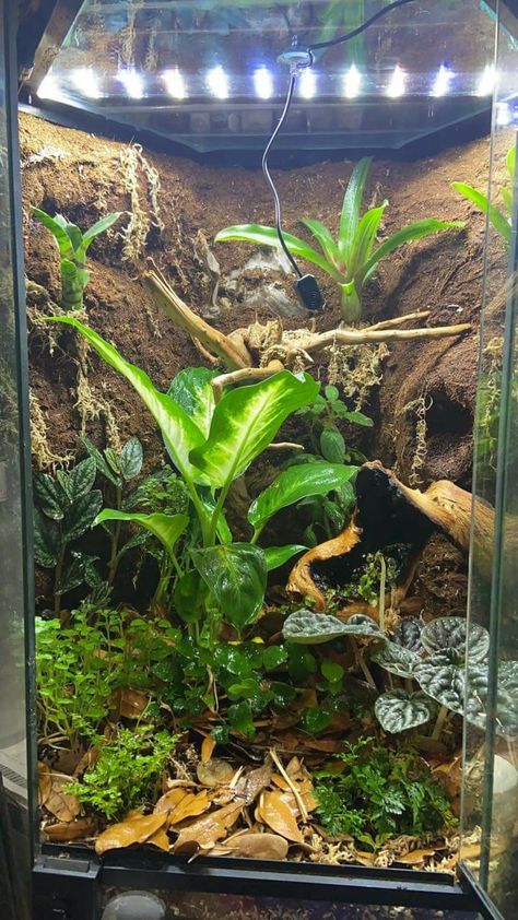 Crested Gecko Vivarium Ideas, Emerald Tree Boa Enclosure, Whites Tree Frog Enclosure, Bioactive Crested Gecko Tank, Bioactive Crested Gecko Terrarium, Crested Gecko Terrarium Ideas, Emerald Tree Skink Enclosure, Tree Frog Enclosure, Tree Frog Habitat