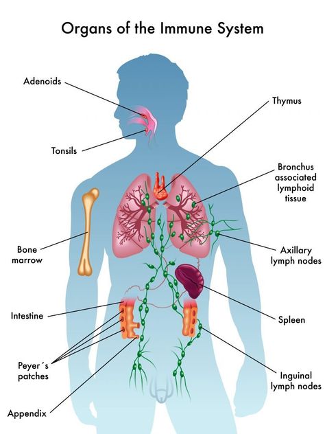 immune system Immune System Nursing, Human Body Anatomy, Human Anatomy And Physiology, Medical Anatomy, Essential Oil Benefits, Lymph Nodes, Body Anatomy, Medical Knowledge, The Immune System