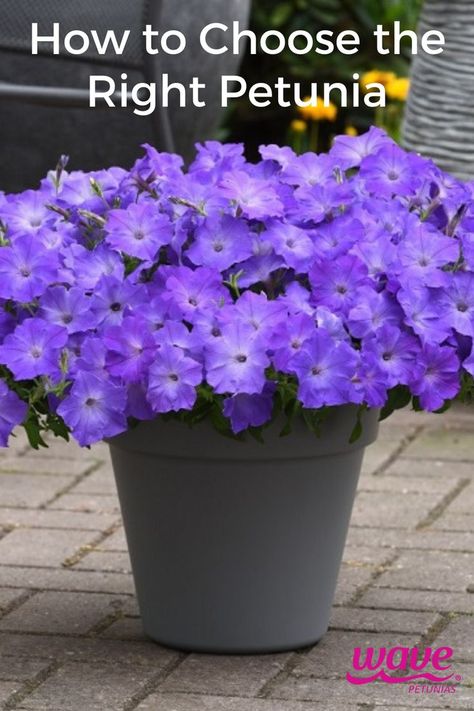 lavender sky blue petunias in a planter Tidal Wave Petunias, Wave Petunias Planter, Petunia Planter, Wave Petunias, Petunia Plant, Types Of Waves, Petunia Flower, Easy Waves, Shock Wave