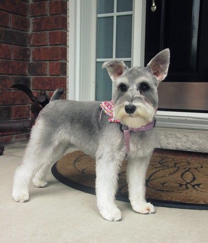 Schnauzer Grooming, Dog Grooming Styles, Mini Schnauzer Puppies, Schnauzer Puppies, Daisy Dog, Puppy Grooming, Miniature Schnauzer Puppies, Dog Haircuts, Dog Cuts