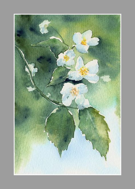 Jasmine mini II by stokrotas on DeviantArt Watercolor Negative Painting, Acrylic Painting Flowers, Watercolour Inspiration, Jasmine Flower, Watercolor Flower Art, Tableau Art, 수채화 그림, Watercolor Landscape Paintings, Watercolor Art Lessons