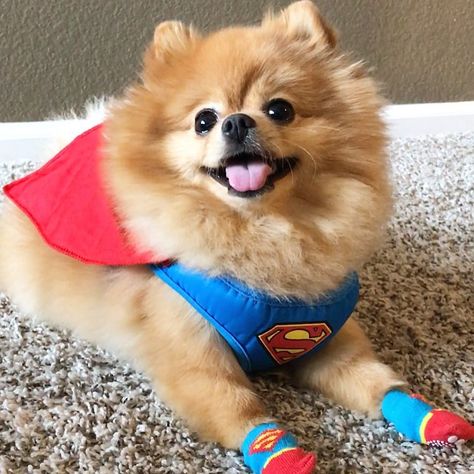 Pomeranian Costume, Animal Smile, Halloween Customer, Dog Education, Love Motivation, Holiday Costumes, Diy Costume, Dog Halloween Costumes, Dog Cute