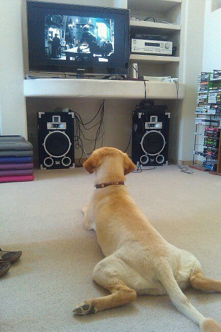 labrador watching TV Dog Watching Tv, Dog Suit, Your Spirit Animal, Pet Peeves, Creative Things, Watch Dogs, Pet Life, Love Pet, Beautiful Dogs