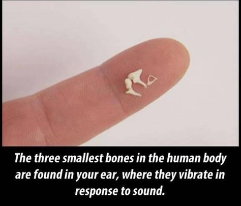 LIFE SCIENCE on Instagram: “The stapes is the third bone of the three ossicles in the middle ear. The stapes is a stirrup-shapedbone, and the smallest in the human…” Ear Anatomy, Psychological Facts Interesting, Fun Facts About Life, Middle Ear, Brain Facts, True Interesting Facts, Cool Science Facts, Learn Facts, Wow Facts