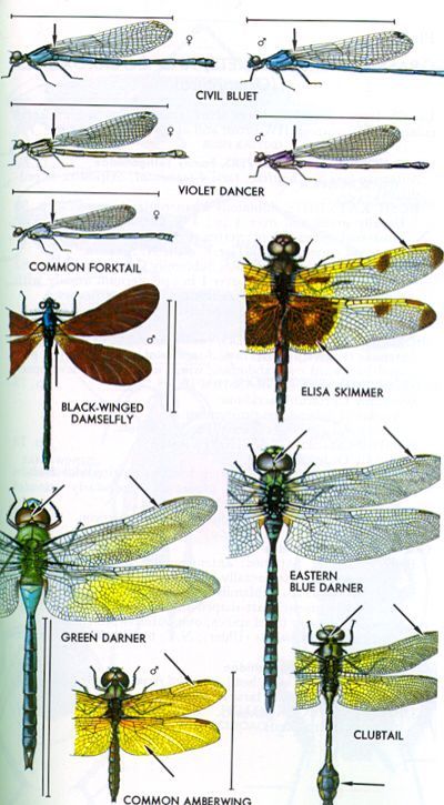 Types Of Dragonflies, Dragon Flys, Dragon Flies, Dragonfly Art, Dragonflies Design, Arthropods, Arachnids, Guided Drawing, Bugs And Insects