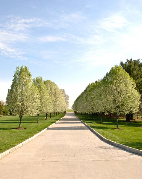 Driveway Entrance Landscaping, Native Plant Landscape, Country Garden Design, Tree Lined Driveway, Driveway Entrance, Driveway Design, Driveway Landscaping, Meditation Garden, French Country Garden