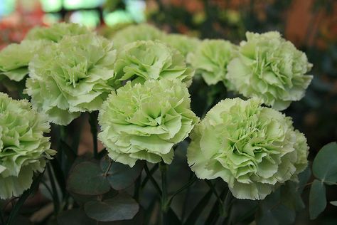 green carnations Growing Carnations, Dianthus Perennial, Green Carnation, Fall Perennials, Roses Photography, Attracting Bees, Carnation Flower, Perennial Plants, Flower Seeds