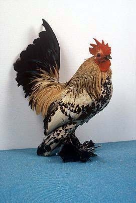 Guide To Backyard Chicken Breeds, Booted Bantam rooster. Largest Chicken Breed, Rare Chicken Breeds, Bantam Breeds, Bantam Chicken Breeds, Bantam Chicken, Heritage Chickens, Brahma Chicken, Bantam Chickens, Fancy Chickens