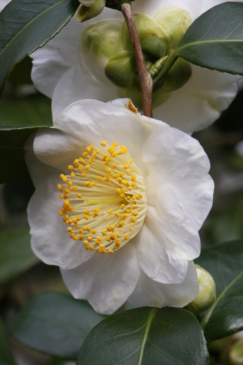 Camellia jap. "Alba Simplex" Scary Cake, Indian Travel, Camellia Sinensis, Camellia Flower, White Plants, Flower Bird, Peonies Garden, Moon Garden, Rare Flowers