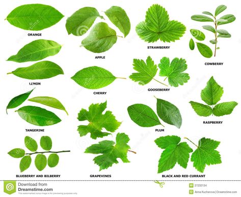 Leaves of fruit, berry shrubs, and trees Types Of Leaves, Leaf Identification, Leaf Images, Book Flowers, Different Shades Of Green, Fruit Painting, Fruit Plants, Photo Tree, Tree Leaves