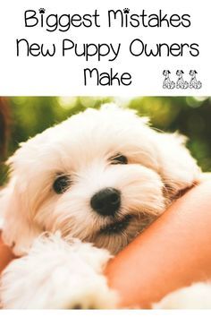 Puppy Time, Puppies Tips, Puppy Training Tips, Labrador Retriever Puppies, Family Friend, Training Your Puppy, White Dog, Dog Obedience, Dog Training Obedience