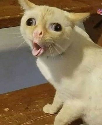 Cat Sticking Tongue Out, Meme Chat, Funny Cat Wallpaper, Funny Cat Photos, Cutest Cat, Funny Animal Photos, Silly Cats Pictures, Cute Cat Wallpaper, Cute Cats Photos