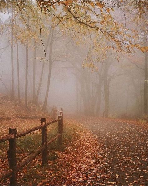 Mist Aesthetic, Cozy Autumn Aesthetic, Autumn Magic, Season Of The Witch, Autumn Scenery, Fall Feels, Cozy Autumn, Autumn Beauty, Autumn Vibes