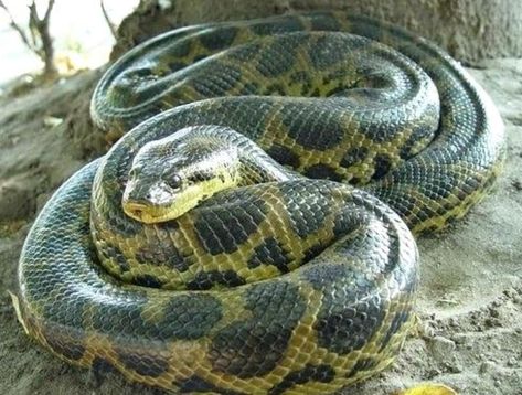 Green Anaconda The largest member of the boa constrictor group. At 30 feet/550 pounds, the green anaconda is the largest snake in girth and weight, but not in length. At 32 feet the reticulated python is the longest snake. Anaconda Verde, World Biggest Snake, Giant Anaconda, Anaconda Snake, Green Anaconda, Snake Photos, Reticulated Python, Boa Constrictor, Largest Snake