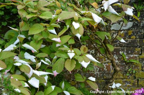 HOW TO GROW ACTINIDIA KOLOMIKTA |The Garden of Eaden Kiwi Vine, Gardening Plants, Climbing Plants, Wildlife Animals, Large Plants, Morning Glory, The Environment, How To Grow, Horticulture