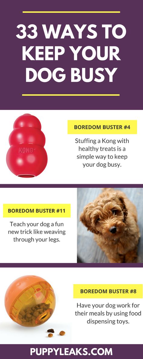 Looking for some simple ways to keep your dog busy? Here's 33 indoor boredom busters for dogs. Rainy day activities for your dog. Easiest Dogs To Train, Cesar Millan, Food Dog, Akita Dog, Dog Games, Boredom Busters, Dog Hacks, Dog Care Tips, Dog Activities