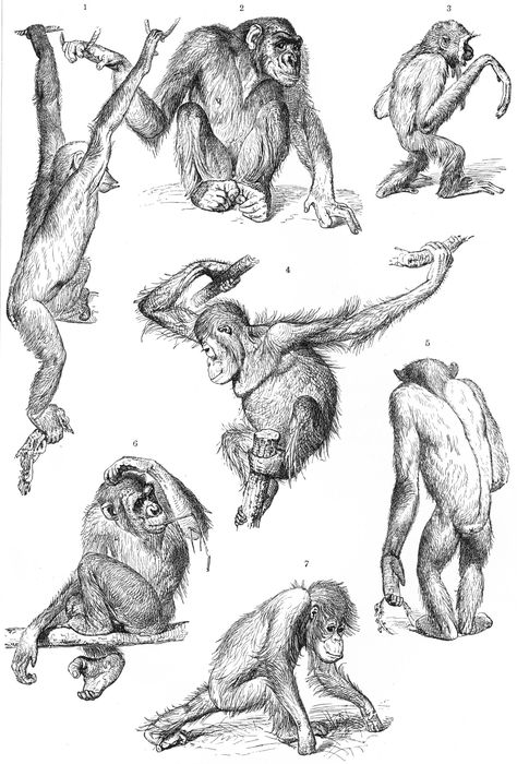 Sketched Animals, Monkey Drawing, Monkey Tattoos, Greyhound Art, Monkey Art, Animal Study, Pet Monkey, Scientific Illustration, Baboon