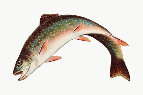 Vintage Rainbow Trout chromolithograph | premium image by rawpixel.com / Aom Woraluck Trout Illustration, Trout Tattoo, Trout Art, Aquatic Art, Steelhead Trout, Trout Fish, Fish Clipart, Fish Artwork, Wild Animals Pictures