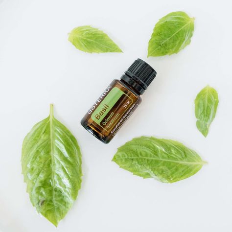 🌱💧🌱💧🌱💧🌱💧 Basil oil is a wonderful way to spice up a variety of meals—especially Italian dishes. 🌱💧 From creamy pastas to your favorite… Benefits Of Basil, Doterra Oregano, Basil Essential Oil, Basil Oil, Essential Oil Companies, What Are Essential Oils, Fractionated Coconut Oil, Creamy Pasta, Doterra Oils