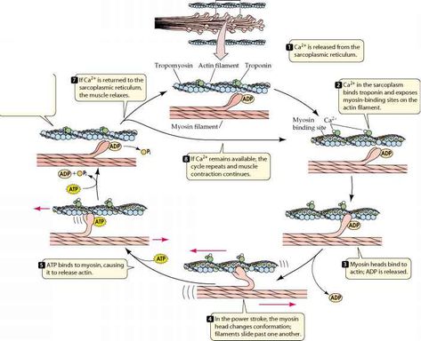 Actin Myosin, Nursing Poster, Human Muscular System, Smooth Muscle, Human Muscle Anatomy, Mcat Study, Plasma Membrane, Exercise Physiology, Muscular System