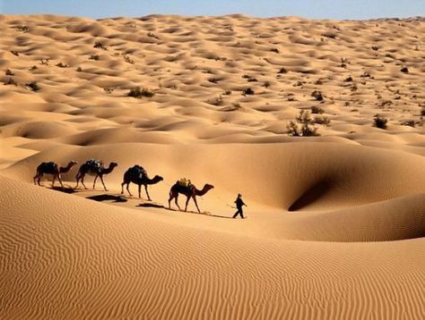 Largest African Deserts Deserts Of The World, Sea Resort, Desert Travel, Jaisalmer, Sahara Desert, Africa Map, Desert Sand, In The Desert, Sand Dunes