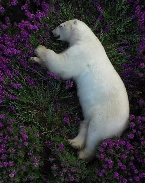 Purple Flowering Plants, Churchill Manitoba, Cheetah Face, Wild Animals Painting, Land Animals, Taking A Nap, Manitoba Canada, Dental Cosmetics, Dental Problems