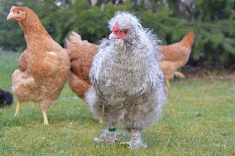 6 Top Chicken Breeds for Small Spaces » Family Growing Pains Bantam Chicken Breeds, Silkie Bantam, Small Chicken Coops, Best Egg Laying Chickens, Bantam Chickens, Silkie Chickens, Guinea Fowl, Chicken Breeds, A Chicken