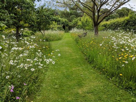 Orchard Design, Orchard Garden, Wild Flower Meadow, Meadow Garden, Sensory Garden, Planting Plan, Garden Cottage, Edible Garden, Small Gardens