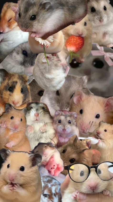 Hamster Hamster Life, Collage