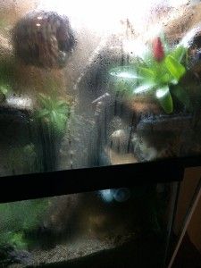 FAQ How do I create and maintain humidity in my crabitat? Hermit Crab Crafts, Hermit Crab Homes, Crab Habitat, Hermit Crab Habitat, Crab Tank, Hermit Crab Tank, Diy Tank, Hermit Crabs, The Crab