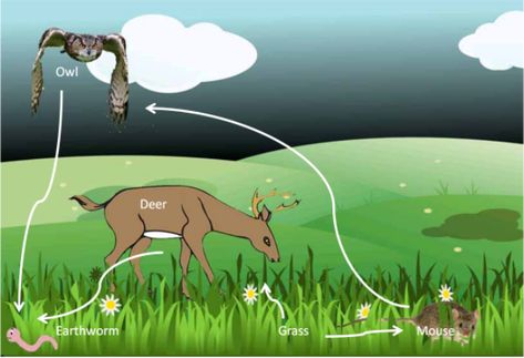 These are all examples of biotic factors because they are all living. Biotic Factors, Biotic And Abiotic, Mouse Deer, Earthworms, Backyard Inspo, Biome, Chapter 1, Ecosystem, Ecology