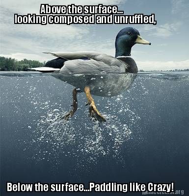 Above the surface... looking composed.    Below the surface...Paddling like Crazy! Duck Quotes, Swimming Photography, Duck Pictures, Mosaic Pictures, A Duck, Duck Hunting, Graphics Inspiration, Like Crazy, Belle Photo