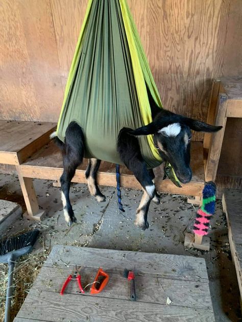 Diy Goat Pen Ideas, Goat Homes Ideas, Goat Pen Ideas, Goat Pens, Goat Fence, Goat Playground, Totes Ma Goats, Goat Shed, Goat Pen