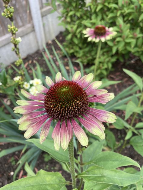 Echinacea ‘Green Twister’ Plants, Flowers, Green