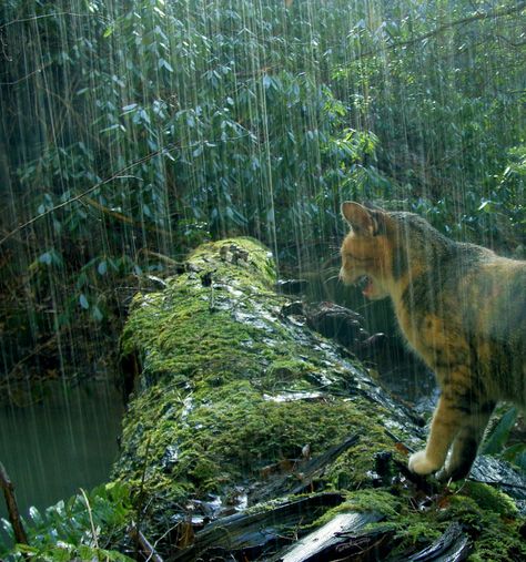 Photo by ©frolicing in the forest Cat In Forest Aesthetic, Cats In Forest, Wc Aesthetic, Animals In Rain, Warrior Cats Aesthetic, Cat In A Forest, Rain Forest Aesthetic, Cat In Rain, Cat In The Forest