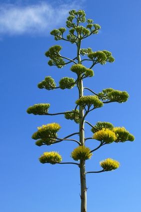 How to Care for a Century Plant Century Plant Bloom, Century Plant Landscape, Century Plant, Blue Agave Plant, Blue Agave, Garden On A Hill, Agave Plant, All About Plants, Propagating Plants